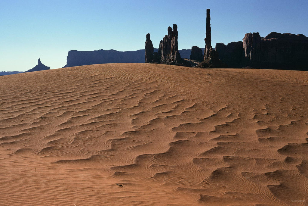 Nature No 36 – Jay Maisel