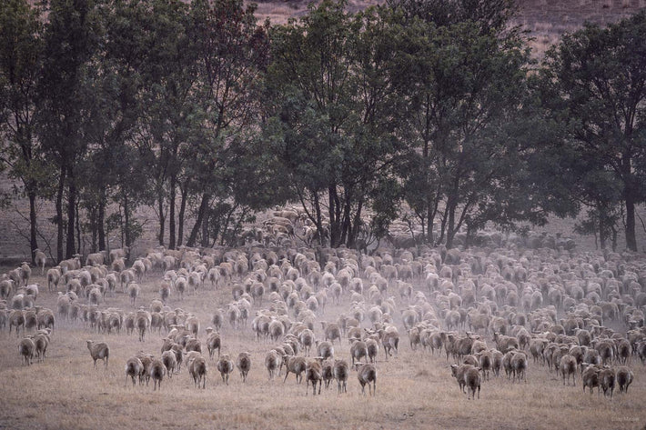 Sheep, Australia 1