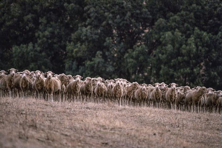 Sheep, Australia 2
