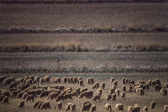 Sheep, Australia 3