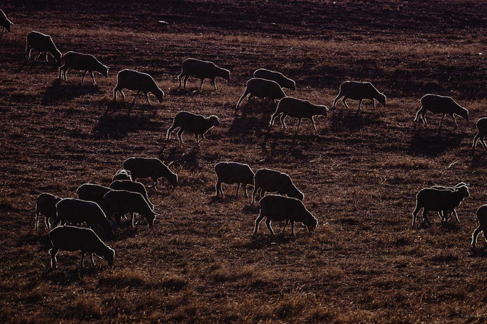 Sheep, Australia 4