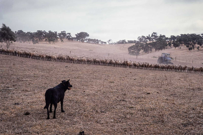 Sheep, Australia 5
