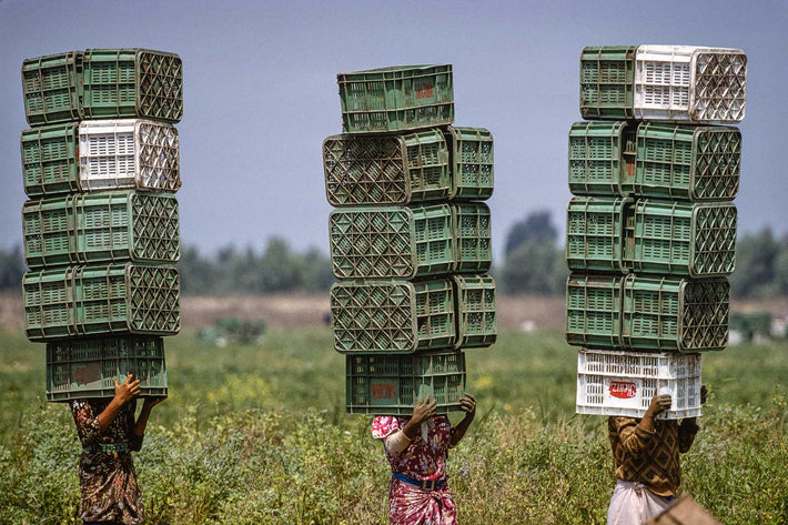 Tomatoes, Morocco 1