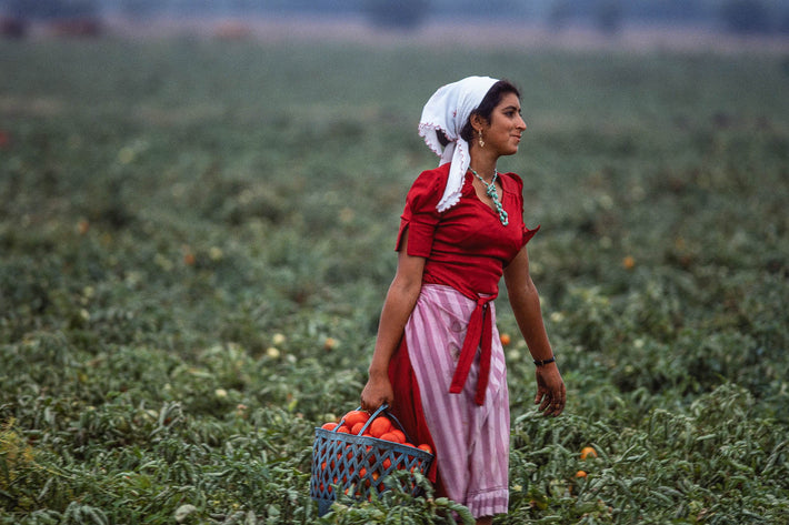 Tomatoes, Morocco 2