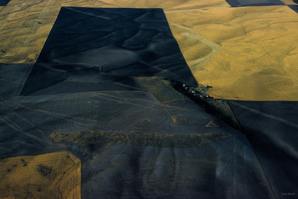 Nature No 45 – Jay Maisel