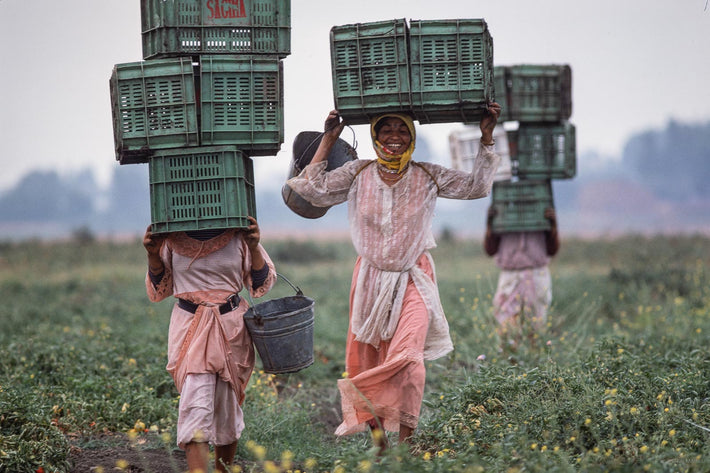 Tomatoes, Morocco 3
