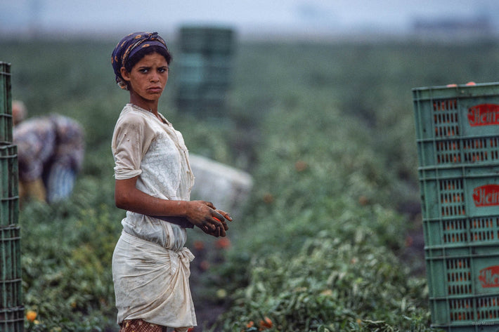 Tomatoes, Morocco 4