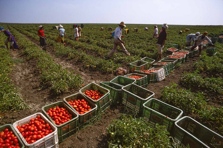 Tomatoes, Morocco 7