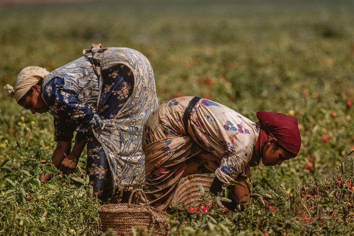 Tomatoes, Morocco 9