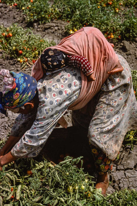 Tomatoes, Morocco 9