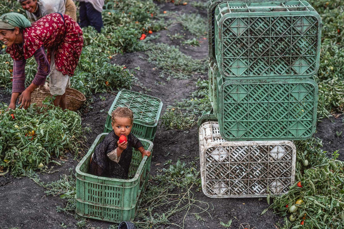 Tomatoes, Morocco 12
