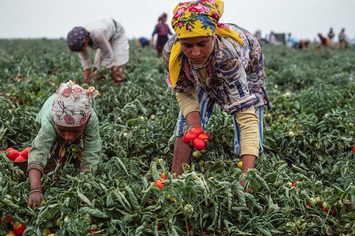 Tomatoes, Morocco 13