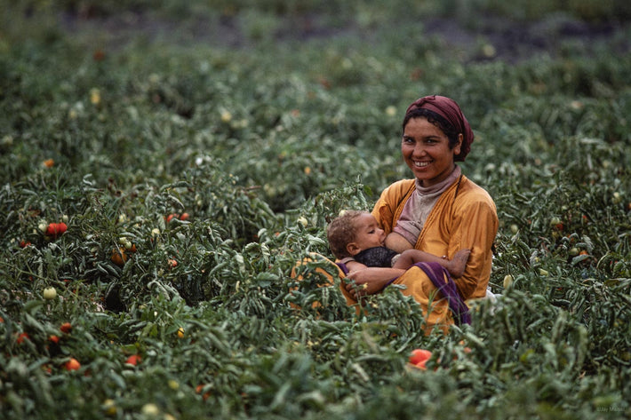 Tomatoes, Morocco 14