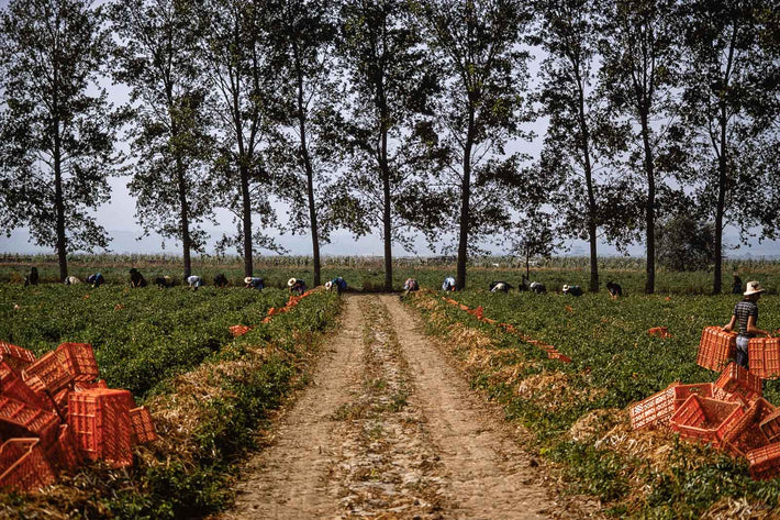 Tomatoes, Portugal  3