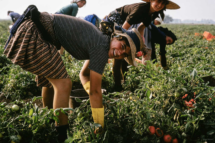 Tomatoes, Portugal  6