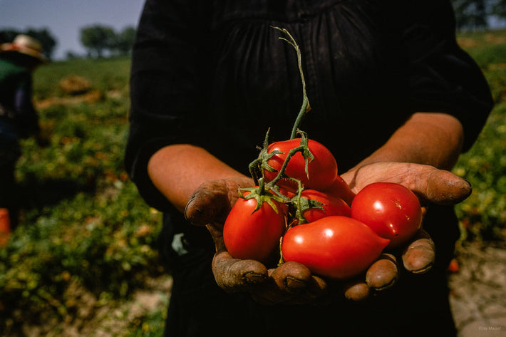 Tomatoes, Portugal  7