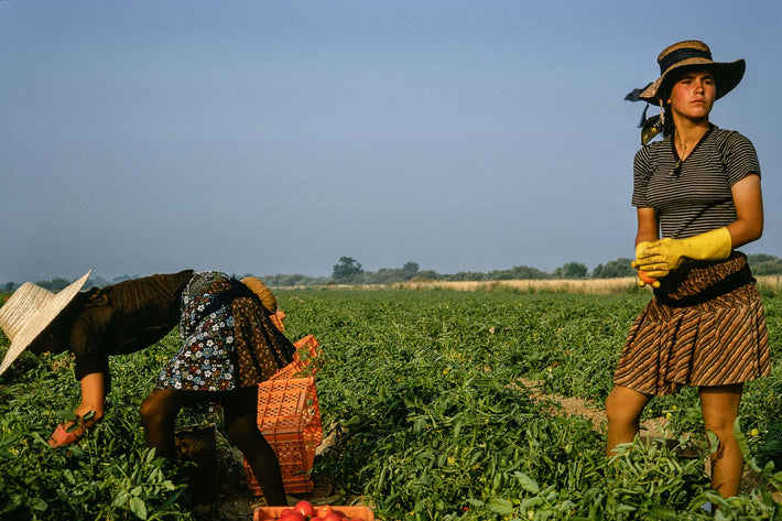 Tomatoes, Portugal  8