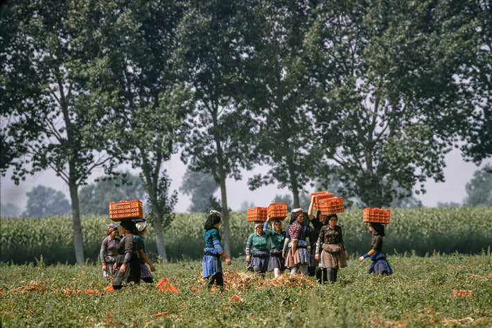 Tomatoes, Portugal  9