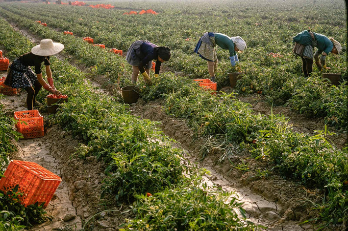 Tomatoes, Portugal  10