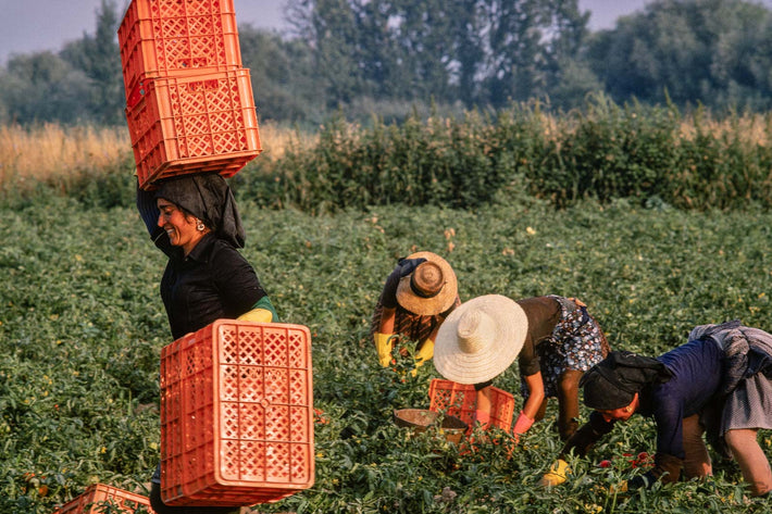 Tomatoes, Portugal  11