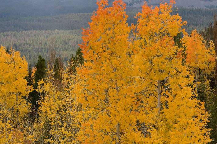 Jackson, WYO No 68