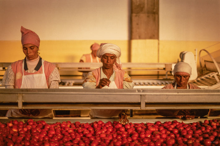 Tomatoes, Morocco 15