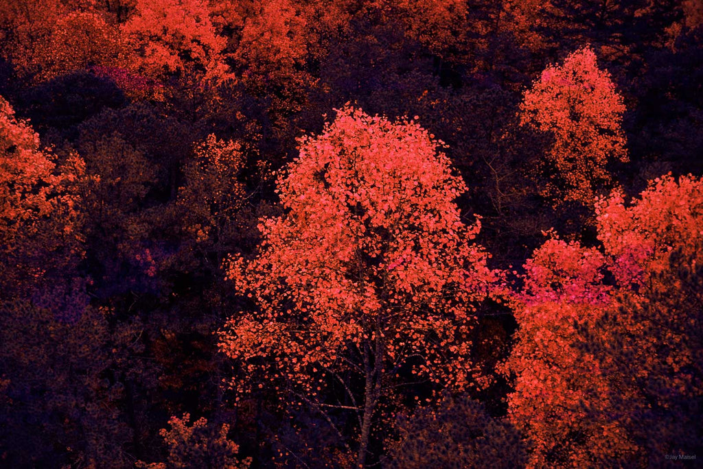 Nature No 77 – Jay Maisel