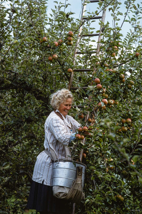 Apples, England UK 1