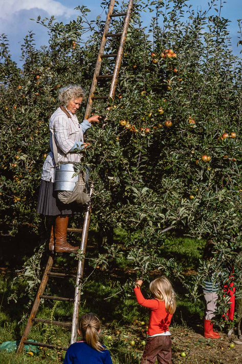 Apples, England UK 2