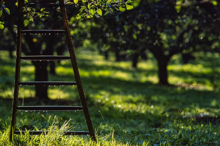 Apples, England UK 4
