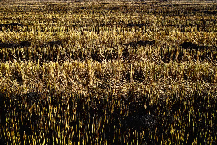 Rice, Milan Italy 2