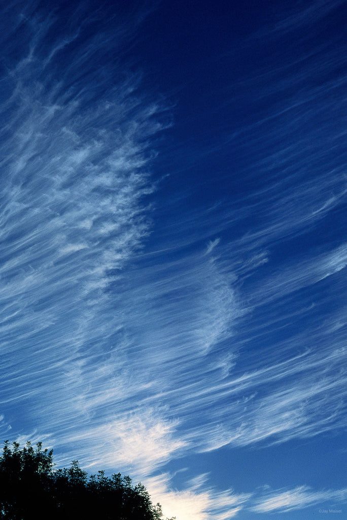 Nature No 88 – Jay Maisel