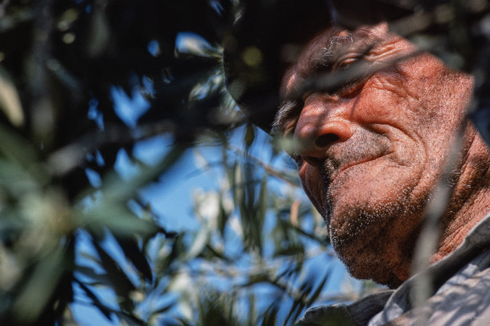 Olives, Sicily 1