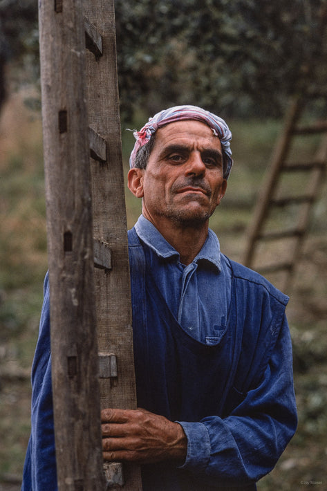 Olives, Sicily 3