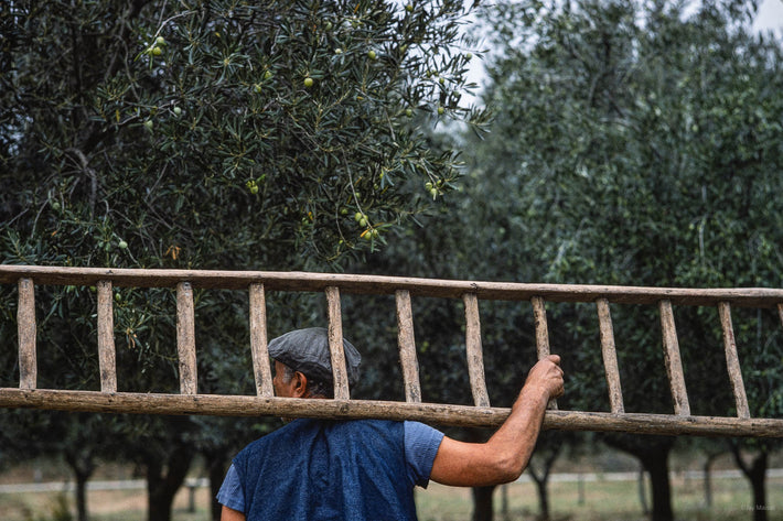 Olives, Sicily 6