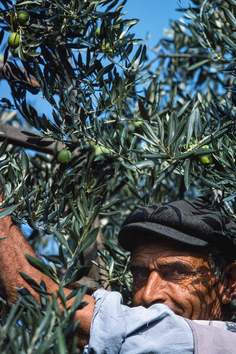 Olives, Sicily 7