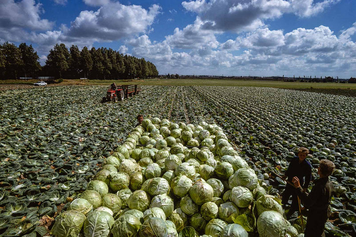 Cabbage, Amsterdam NL 1