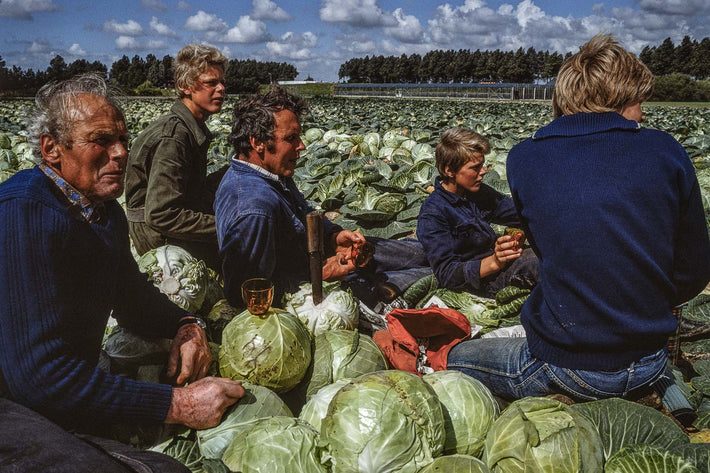 Cabbage, Amsterdam NL 2