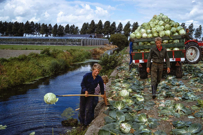 Cabbage, Amsterdam NL 3