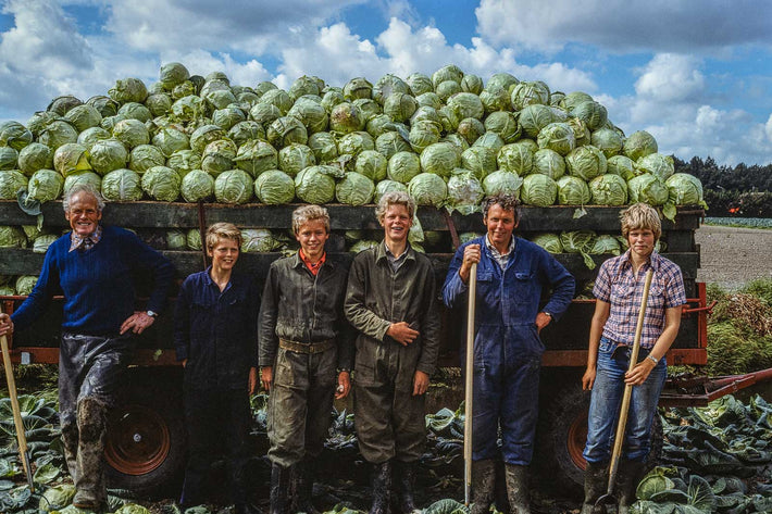 Cabbage, Amsterdam NL 4