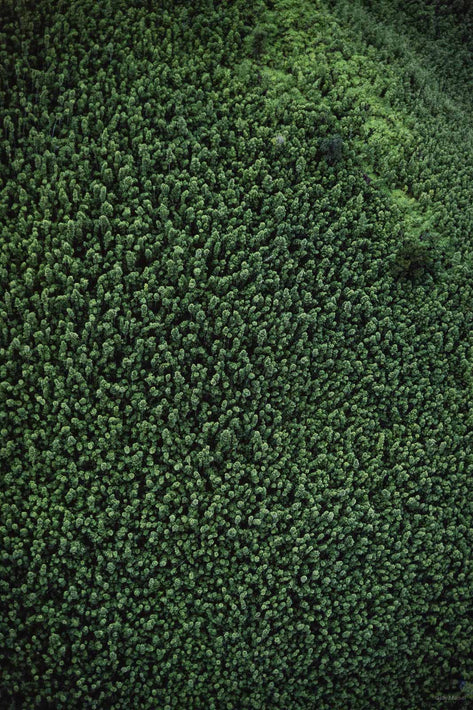 Hawaii Land No 98