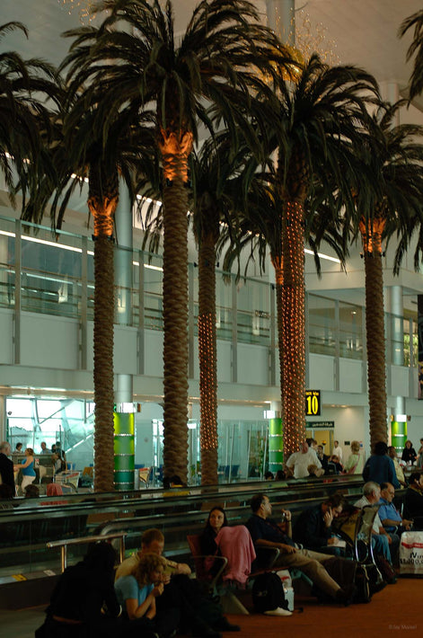 Trees in Airport, Dubai
