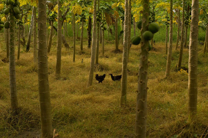 Two Hens in Woods, Amazon, Brazil