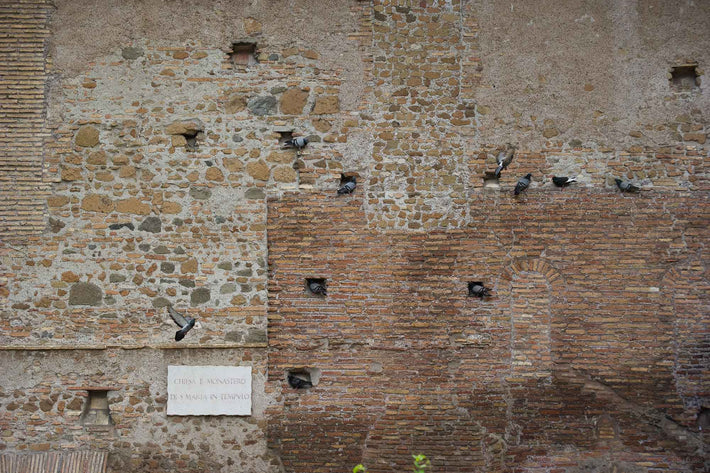 Wall with Pigeons, Rome
