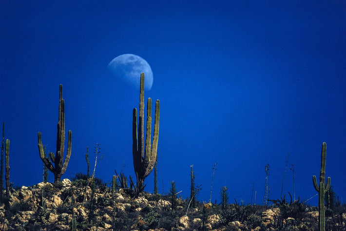 Moon Above Cactus, Baja