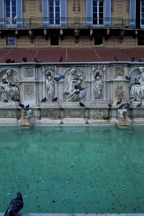 Pigeon, Water, Siena