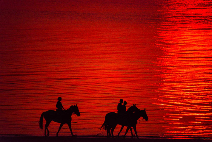 Horses, Red Sunset