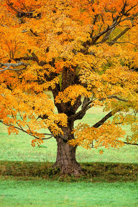Autumn Tree, Eastern USA