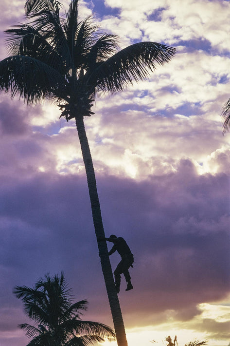Man in Tree 2, Puerto Rico