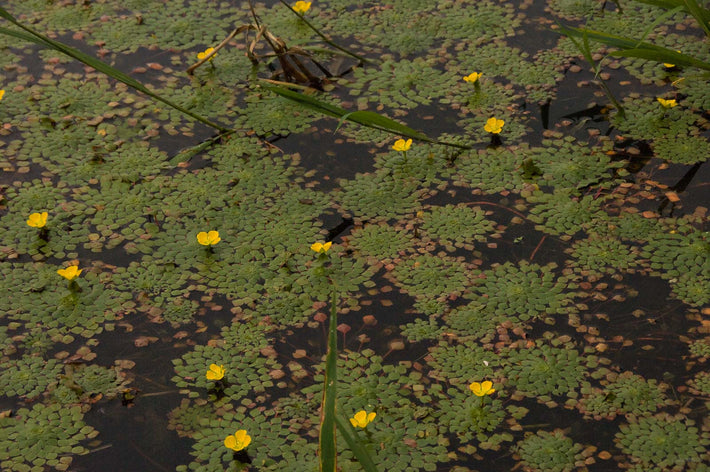 Water Lilies and Yellow, Amazon, Brazil